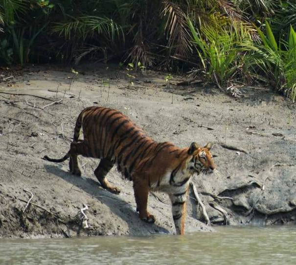 SUNDARBAN