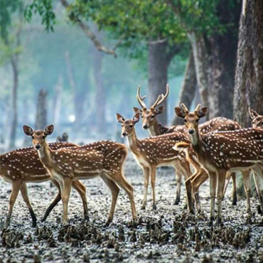 Sundarban Tour Package