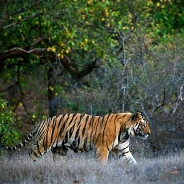 Sundarban Tour Package